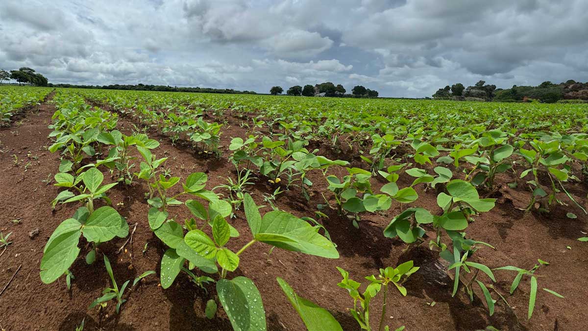 Cultivo joven de soya en suelos fértiles tratado con soluciones agronómicas de Crecer Cultivos