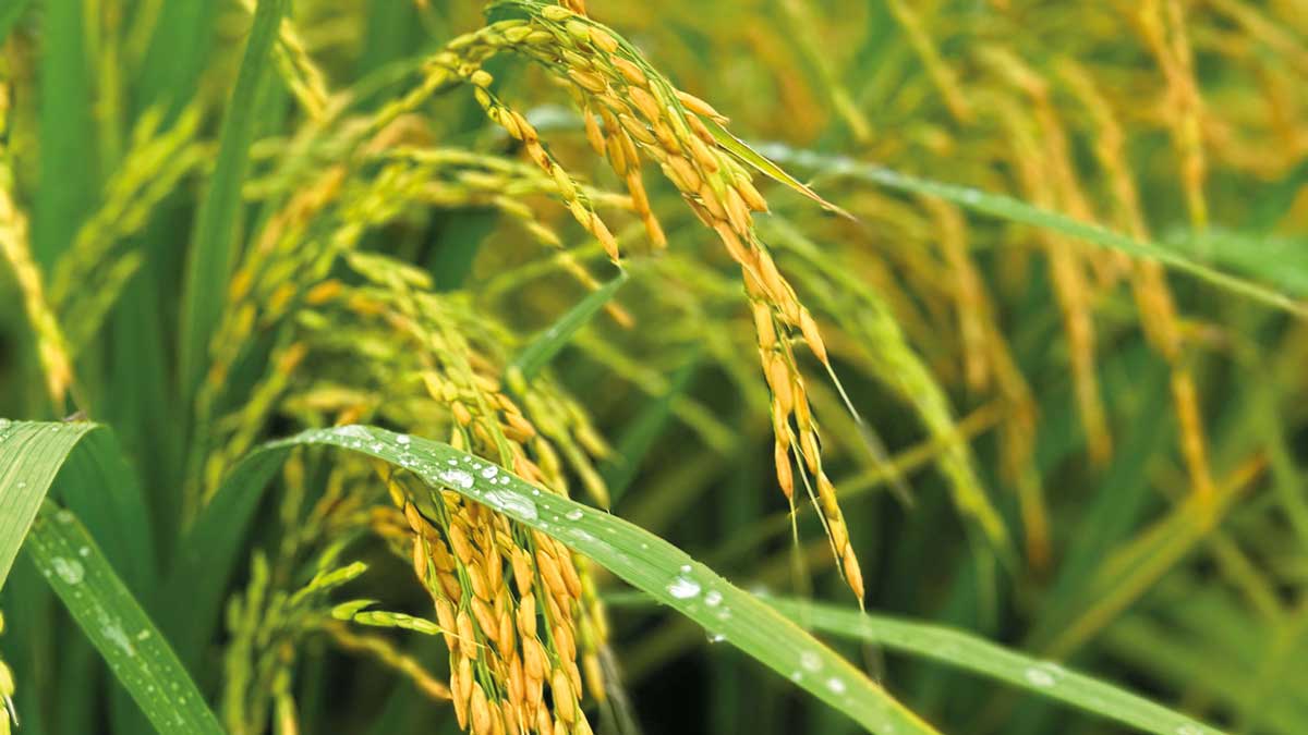 Espiga de arroz en llenado de grano, nutrida con productos Crecer Cultivos