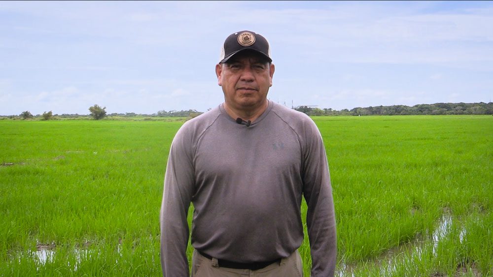 Starfos en arroz: resultados rápidos y efectivos
